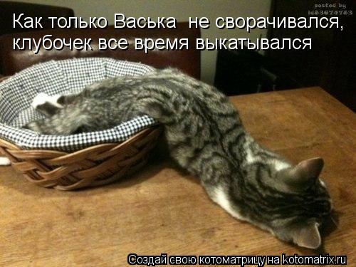 Как только Васька не сворачивался, клубочек все время выкатывался... Котоматрица: Как только Васька не сворачивался, клубочек все время выкатывался