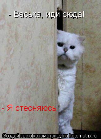 - Васька, иди сюда! - Я стесняюсь... Котоматрица: - Васька, иди сюда! - Я стесняюсь