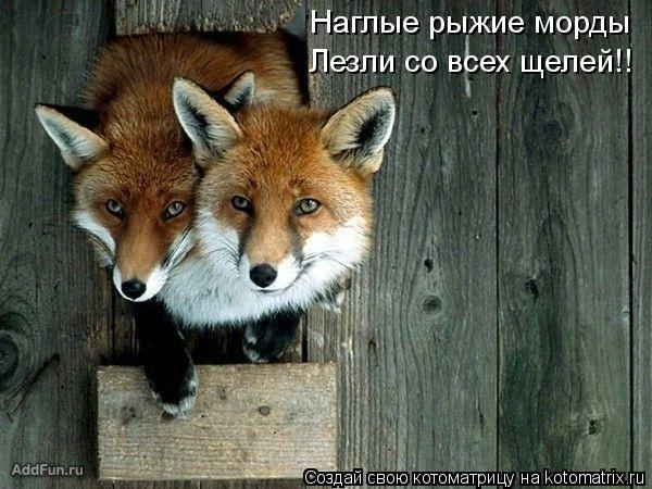 Котоматрица: Наглые рыжие морды Лезли со всех щелей!!