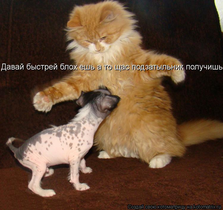 Котоматрица: Давай быстрей блох ешь а то щас подзатыльн Давай быстрей блох ешь а то щас подзатыльник получишь