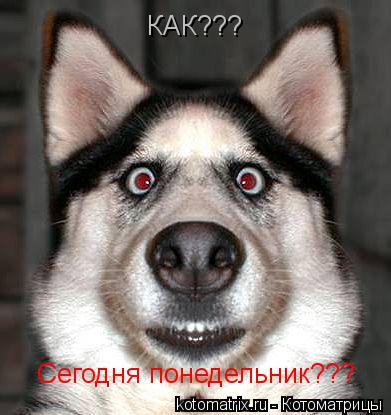 Котоматрица: КАК??? Сегодня понедельник???