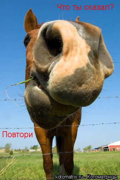 Котоматрица: Что ты сказал? Повтори