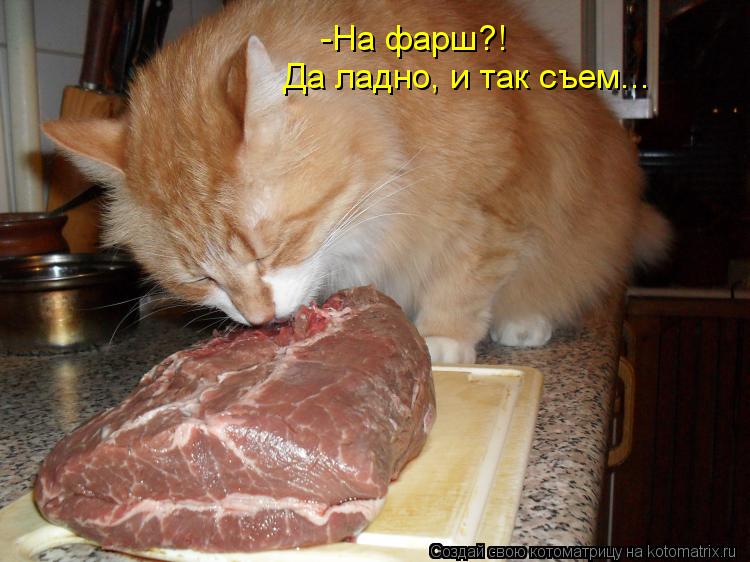 Котоматрица: -На фарш?! Да ладно, и так съем...