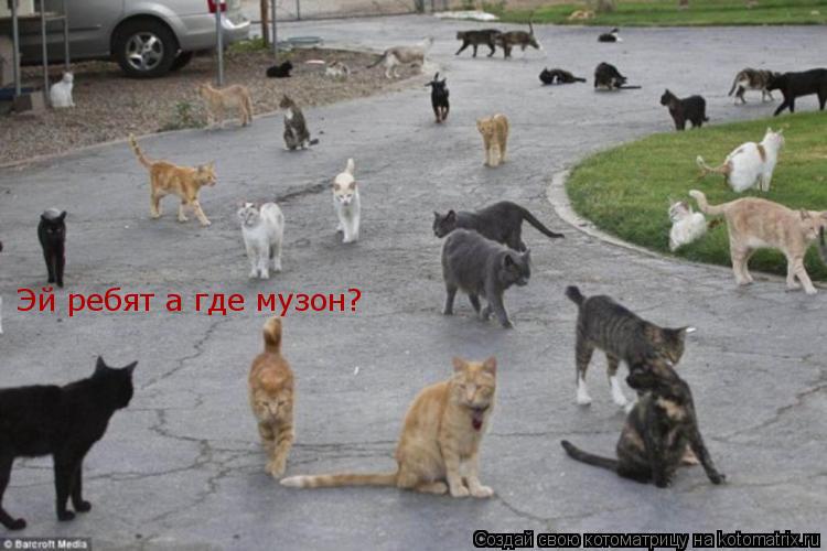 Котоматрица: Эй ребят а где музон?