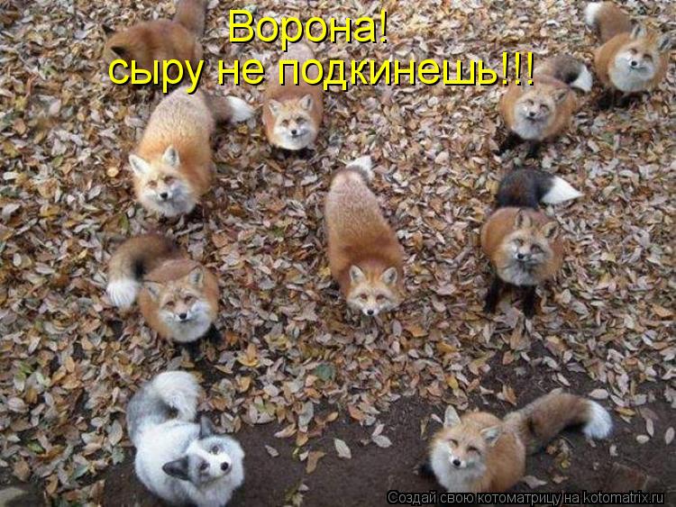 Котоматрица: Ворона! сыру не подкинешь!!!
