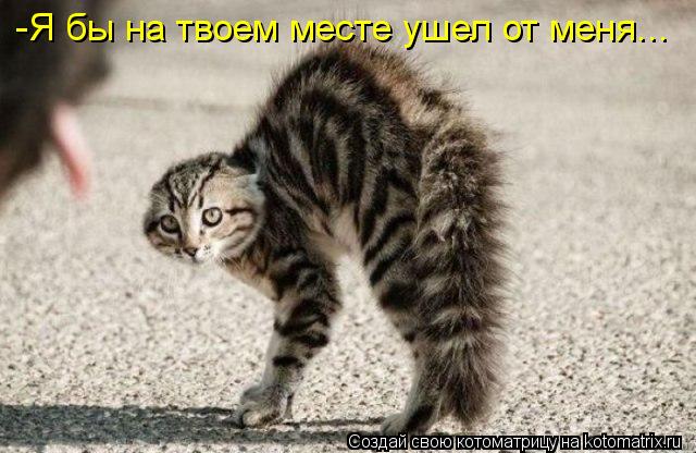 Котоматрица: -Я бы на твоем месте ушел от меня...
