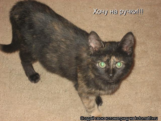 Котоматрица: Хочу на ручки!!!