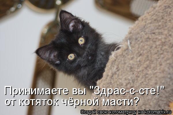 Принимаете вы "Здрас-с-сте!" от котяток чёрной масти?... Котоматрица: Принимаете вы "Здрас-с-сте!" от котяток чёрной масти?