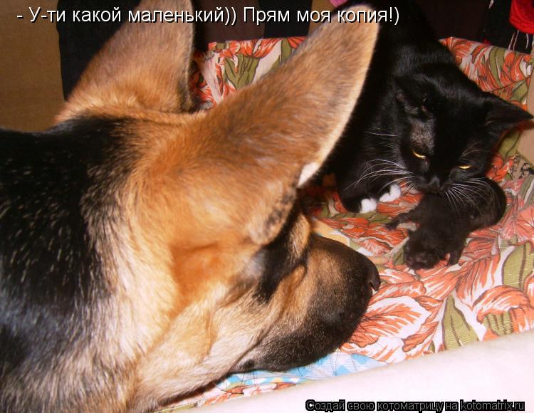 Котоматрица: - У-ти какой маленький)) Прям моя копия!)