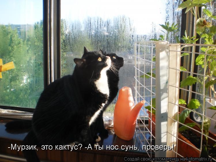 -Мурзик, это кактус? -А ты нос сунь, проверь!... Котоматрица: -Мурзик, это кактус? -А ты нос сунь, проверь!