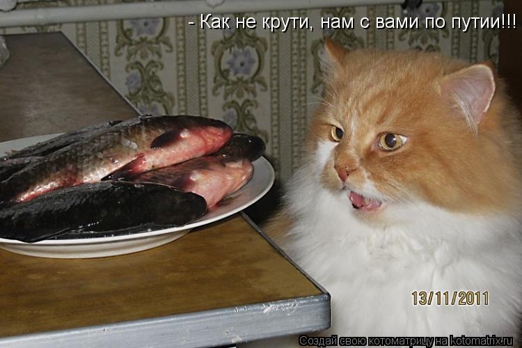 - Как не крути, нам с вами по путии!!!... Котоматрица: - Как не крути, нам с вами по путии!!!