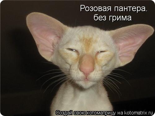 Розовая пантера. без грима... Котоматрица: Розовая пантера. без грима