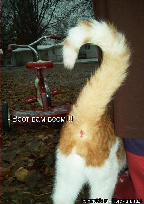 - Воот вам всем!!!... Котоматрица: - Воот вам всем!!!