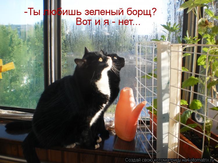 -Ты любишь зеленый борщ? Вот и я - нет...... Котоматрица: -Ты любишь зеленый борщ? Вот и я - нет...