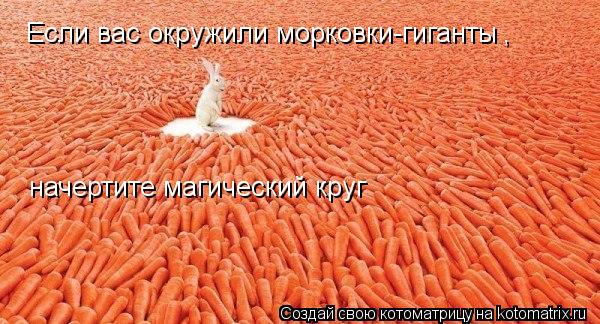 Если вас окружили морковки-гиганты , начертите магический круг... Котоматрица: Если вас окружили морковки-гиганты , начертите магический круг