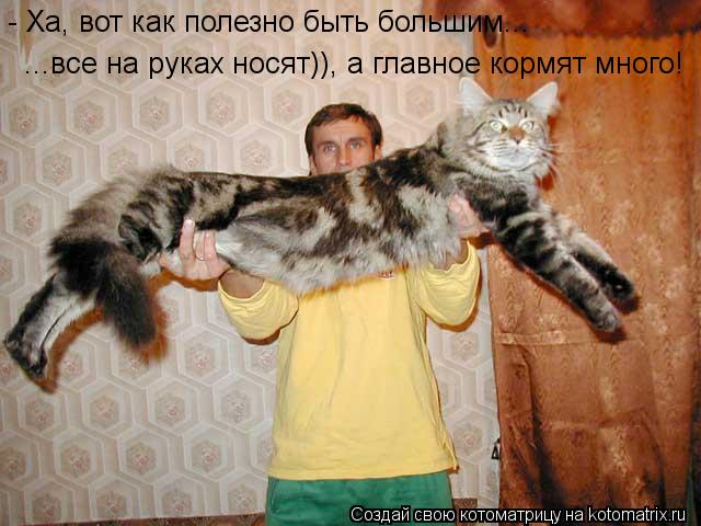 - Ха, вот как полезно быть большим... ...все на руках носят)), а главное кормят много!... Котоматрица: - Ха, вот как полезно быть большим... ...все на руках носят)), а главное кормят много!