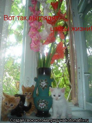 Вот так выглядят цветы жизни!... Котоматрица: Вот так выглядят цветы жизни!