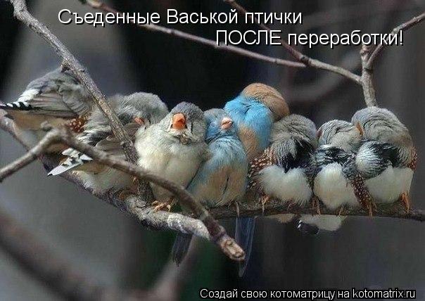 Съеденные Васькой птички ПОСЛЕ переработки!... Котоматрица: Съеденные Васькой птички ПОСЛЕ переработки!