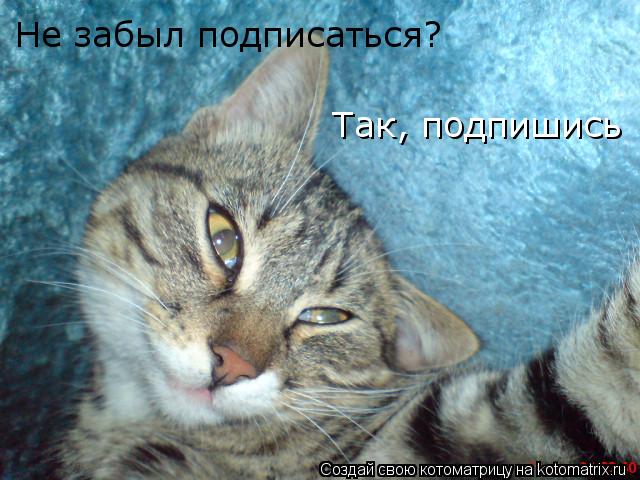 Не забыл подписаться? Так, подпишись... Котоматрица: Не забыл подписаться? Так, подпишись