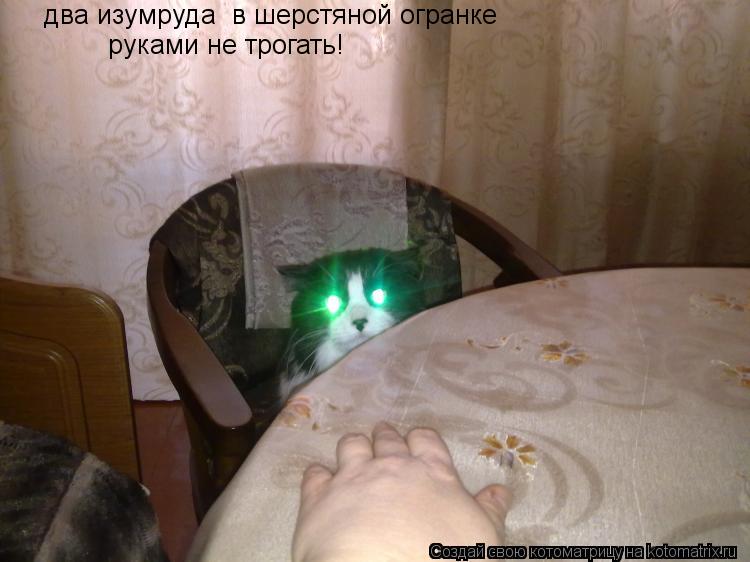 Котоматрица: два изумруда  в шерстяной огранке  руками не трогать!