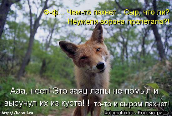 Котоматрица: Ф-ф... Чем-то пахнет... Сыр, что ли? Неужели ворона пролетала?! Ааа, неет! Это заяц лапы не помыл и  высунул их из куста!!! то-то и сыром пахнет!
