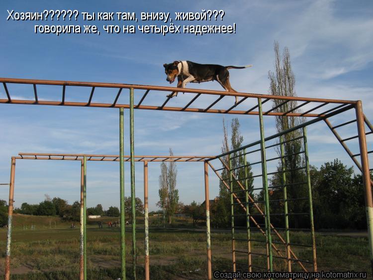 Котоматрица: Хозяин?????? ты как там, внизу, живой???  говорила же, что на четырёх надежнее!