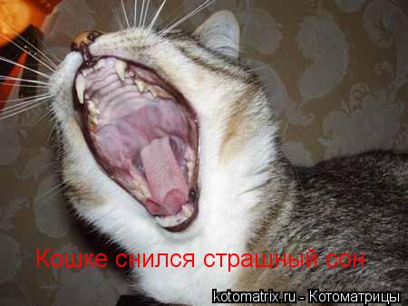 Котоматрица: Кошке снился страшный сон