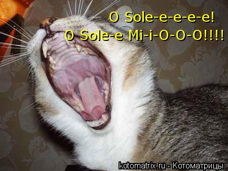 Котоматрица: O Sole-e-e-e-e! O Sole-e Mi-i-O-O-O!!!!