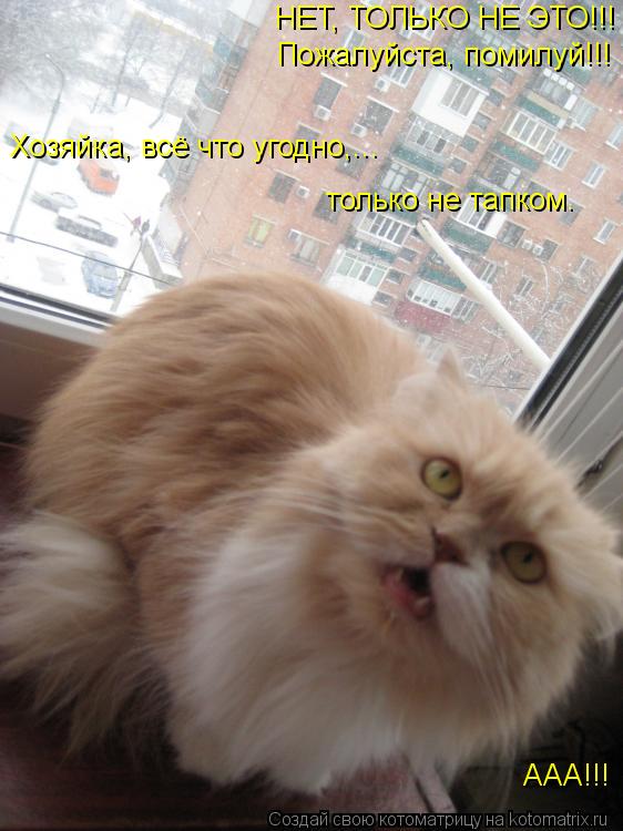 Котоматрица: НЕТ, ТОЛЬКО НЕ ЭТО!!! Пожалуйста, помилуй!!! ААА!!! Хозяйка, всё что угодно,... только не тапком.
