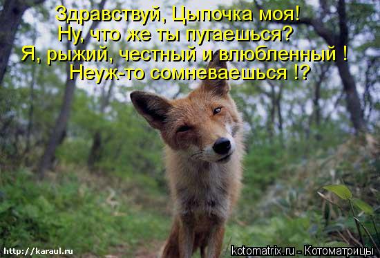 Котоматрица: Здравствуй, Цыпочка моя! Ну, что же ты пугаешься? Я, рыжий, честный и влюбленный ! Неуж-то сомневаешься !?