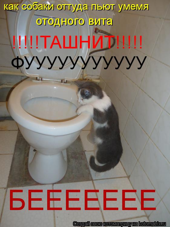 Котоматрица: как собаки оттуда пьют умемя !!!!!ТАШНИТ!!!!! ФУУУУУУУУУУУ отодного вита  БЕЕЕЕЕЕЕ