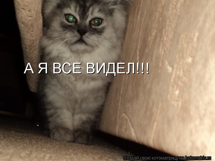 А Я ВСЕ ВИДЕЛ!!!... Котоматрица: А Я ВСЕ ВИДЕЛ!!!