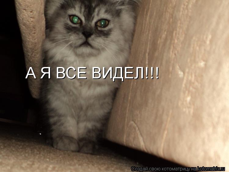 Котоматрица: А Я ВСЕ ВИДЕЛ!!!