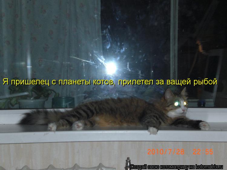 Я пришелец с планеты котов, прилетел за ващей рыбой... Котоматрица: Я пришелец с планеты котов, прилетел за ващей рыбой