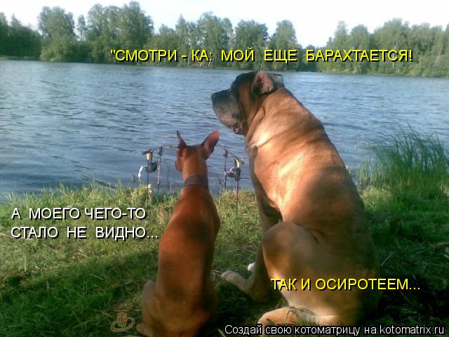 А МОЕГО ЧЕГО-ТО СТАЛО НЕ ВИДНО... "СМОТРИ - КА: МОЙ ЕЩЕ БАРАХТАЕТСЯ! ТАК И ОСИРОТЕЕМ...... Котоматрица: А МОЕГО ЧЕГО-ТО СТАЛО НЕ ВИДНО... "СМОТРИ - КА: МОЙ ЕЩЕ БАРАХТАЕТСЯ! ТАК И ОСИРОТЕЕМ...