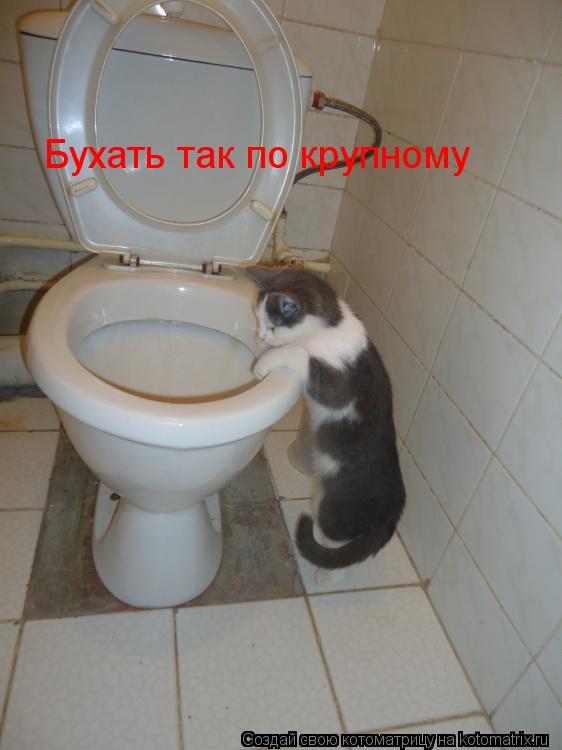 Бухать так по крупному... Котоматрица: Бухать так по крупному