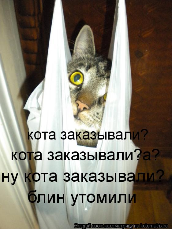 кота заказывали? кота заказывали?а? ну кота заказывали? блин утомили... Котоматрица: кота заказывали? кота заказывали?а? ну кота заказывали? блин утомили