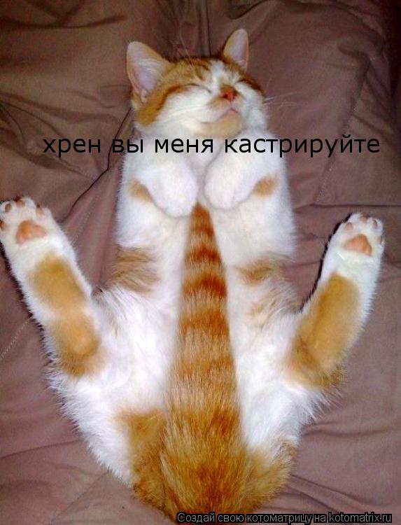 хрен вы меня кастрируйте... Котоматрица: хрен вы меня кастрируйте