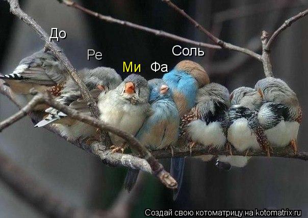 До Ре Ми Фа Соль... Котоматрица: До Ре Ми Фа Соль