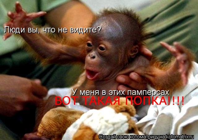 Люди вы, что не видите? У меня в этих памперсах ВОТ ТАКАЯ ПОПКА!!!!... Котоматрица: Люди вы, что не видите? У меня в этих памперсах ВОТ ТАКАЯ ПОПКА!!!!