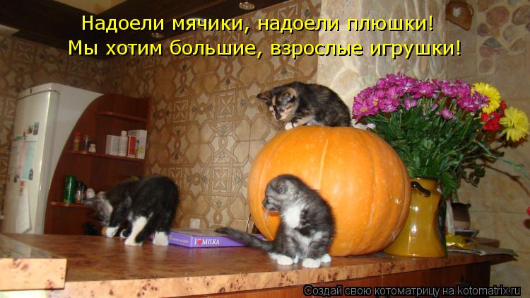 Надоели мячики, надоели плюшки! Мы хотим большие, взрослые игрушки!... Котоматрица: Надоели мячики, надоели плюшки! Мы хотим большие, взрослые игрушки!