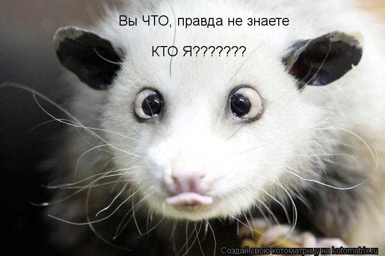 Вы ЧТО, правда не знаете КТО Я???????... Котоматрица: Вы ЧТО, правда не знаете КТО Я???????