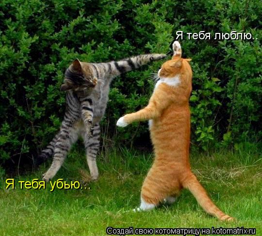 Я тебя люблю.. Я тебя убью...... Котоматрица: Я тебя люблю.. Я тебя убью...