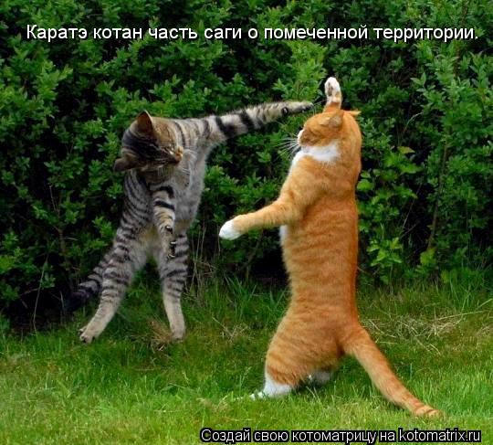 Каратэ котан часть саги о помеченной территории.... Котоматрица: Каратэ котан часть саги о помеченной территории.