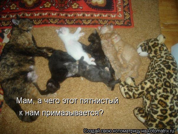Мам, а чего этот пятнистый к нам примазывается?... Котоматрица: Мам, а чего этот пятнистый к нам примазывается?