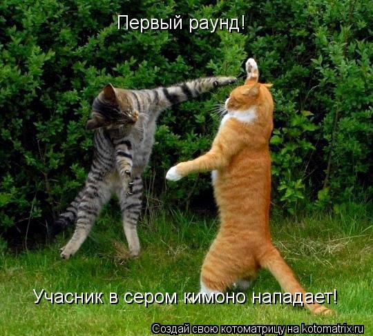 Первый раунд! Учасник в сером кимоно нападает!... Котоматрица: Первый раунд! Учасник в сером кимоно нападает!