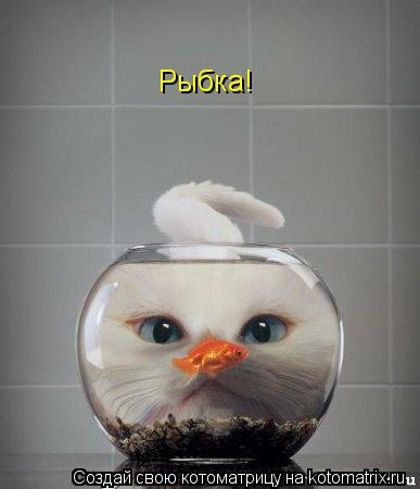 Рыбка!... Котоматрица: Рыбка!