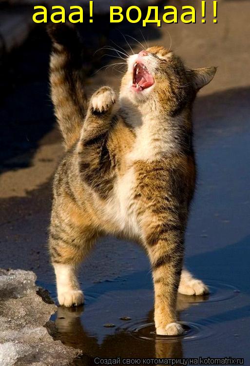 ааа! водаа!!... Котоматрица: ааа! водаа!!