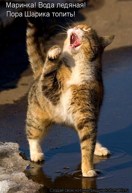 Маринка! Вода ледяная! Пора Шарика топить!... Котоматрица: Маринка! Вода ледяная! Пора Шарика топить!