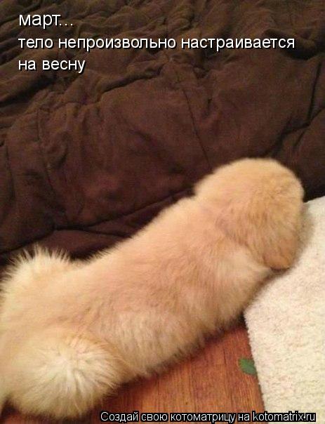 март... тело непроизвольно настраивается на весну... Котоматрица: март... тело непроизвольно настраивается на весну